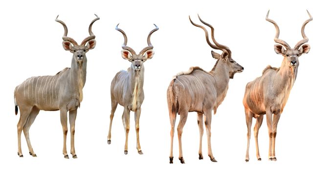 collection of male kudu isolated on white background