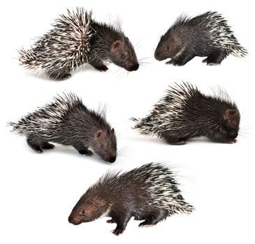 collection of porcupine isolated on white background