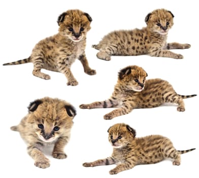 collection of baby serval isolated on white background