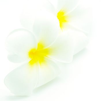 White and yellow fragrant flower, Plumeria or frangipani, isolated on a white background