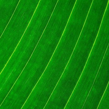 Green leaf abstract background texture