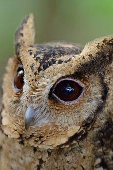 Oriental Scops Owl (Otus sunia), face profile