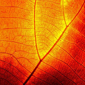 Red leaf abstract background texture