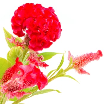 Red flower, Cockscomb or Chinese Wool Flower (Celosia argentea), isolated on a white background