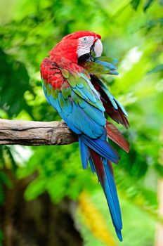 Colorful Macaw, Greenwinged Macaw aviary, standing on the log