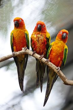 Colorful of three yellow parrots, Sun Conure (Aratinga solstitialis), standing on the branch, breast profile