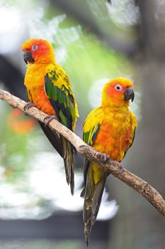 Colorful of two yellow parrots, Sun Conure (Aratinga solstitialis), standing on the branch, breast profile