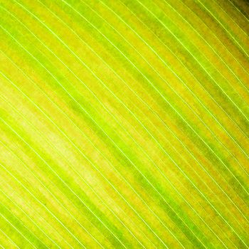 Green leaf abstract background texture