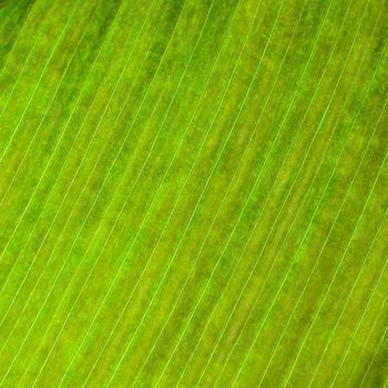Green leaf abstract background texture