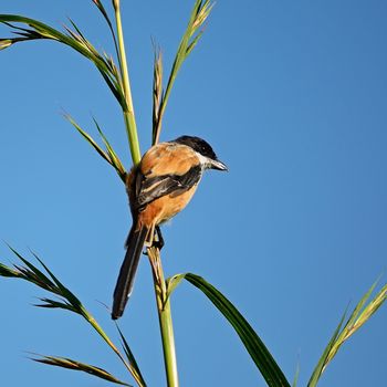 Long-tailed Shrike (Lanius schach), standing on the grass branch