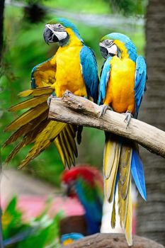 Colorful Macaw, Blue and Gold Macaw aviary, standing on the log 