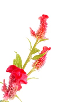 Red flower, Cockscomb or Chinese Wool Flower (Celosia argentea), isolated on a white background