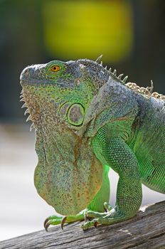 Female Green Iguana (Iguana iguana), standing on tree branch