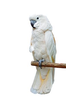 Beautiful pale pink Cockatoo, Moluccan or Seram Cockatoo (Cacatua moluccensis), standing on a branch 