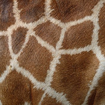 Genuine leather skin of Giraffe (Girafta camelopardalis) 