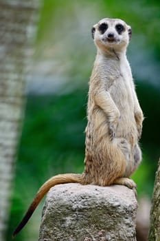 Alert Suricate or Meerkat (Suricata suricatta), standing to lookout