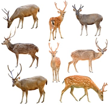 collection of deer isolated on white background
