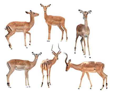 male and female impala isolated collection on white background