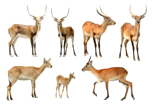 collection of red lechwe isolated on white background