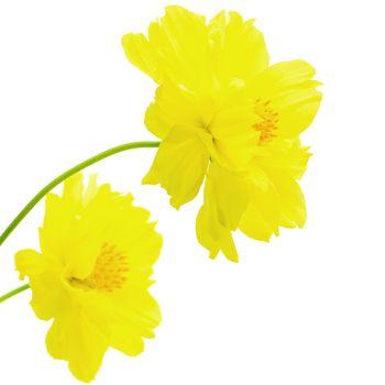 Beautiful yellow flower, Cosmos, isolated on a white background