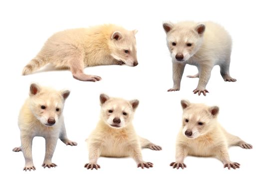 collection of baby albino raccoon isolated on white background