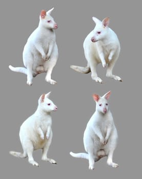 collection of albino wallaby isolated on white background