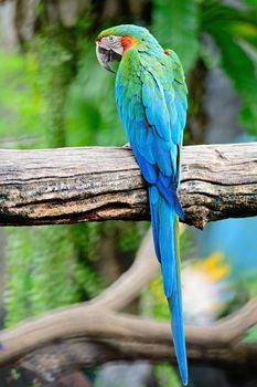 Colorful of Harlequin Macaw aviary, back profile