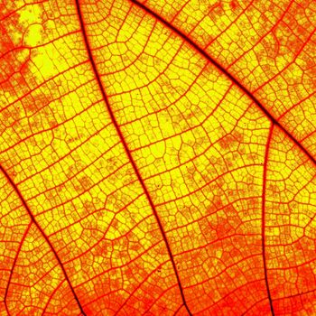 Red leaf abstract background texture