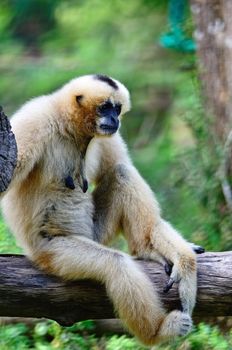 White Gibbon, sitting on the log