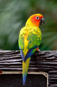 Colorful yellow parrot, Sun Conure (Aratinga solstitialis), standing on the blank sign, back profile