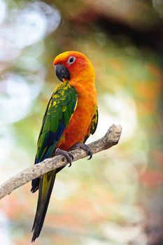 Colorful yellow parrot, Sun Conure (Aratinga solstitialis), standing on the branch, breast profile