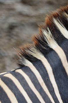 Animal skin, Common Zebra or Burchell's Zebra (Equus burchelli), striped background texture