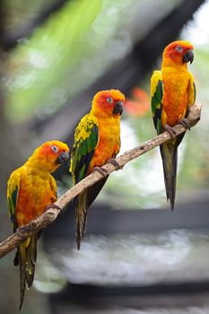 Colorful yellow parrot, Sun Conure (Aratinga solstitialis), standing on the branch, breast profile