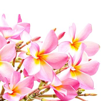 Beautiful pink Plumeria or Fangipani flower, isolated on a white background