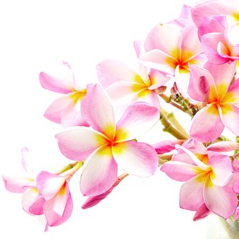 Beautiful pink Plumeria or Fangipani flower, isolated on a white background