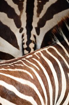 Animal skin, Common Zebra or Burchell's Zebra (Equus burchelli), striped background texture