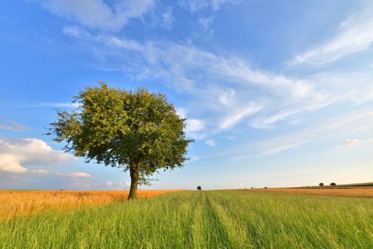 summer landscape with lone tree