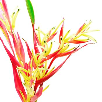 Tropical red Heliconia flower, Heliconia psittacorum LadyDi, isolated on a white background