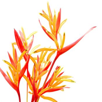 Tropical red and orange Heliconia flower, Heliconia psittacorum Rubra, isolated on a white background