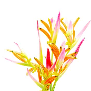Tropical pink and orange Heliconia flower, Heliconia psittacorum Sassy, isolated on a white background