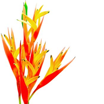 Tropical orange Heliconia flower, isolated on a white background