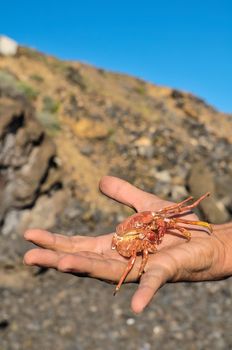 Orange Crab on Volcanic Rocks near the Atlantic Ocean