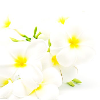 White and yellow fragrant flower, Plumeria or frangipani, isolated on a white background