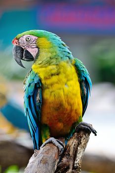 Colorful of Harlequin Macaw aviary, breast profile