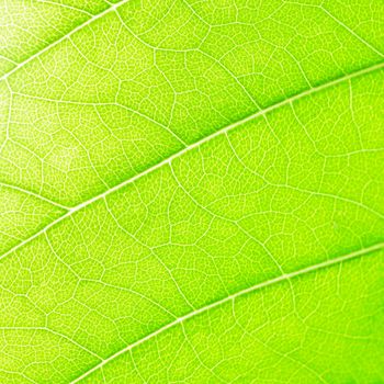 Green leaf abstract background texture