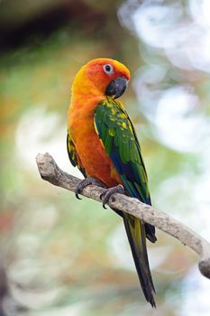 Colorful yellow parrot, Sun Conure (Aratinga solstitialis), standing on the branch, breast profile