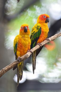 Colorful of two yellow parrots, Sun Conure (Aratinga solstitialis), standing on the branch, breast profile