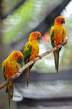 Colorful of three yellow parrots, Sun Conure (Aratinga solstitialis), standing on the branch, breast profile