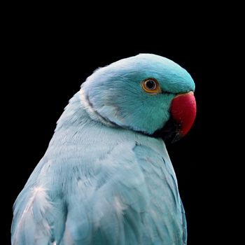 Blue bird, Blue Ring-necked Parakeet,  face profile