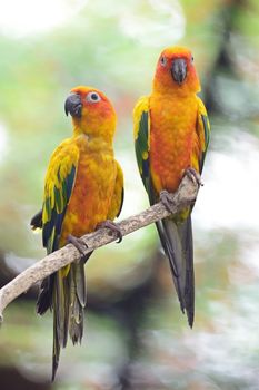 Colorful yellow parrot, Sun Conure (Aratinga solstitialis), standing on the branch, breast profile